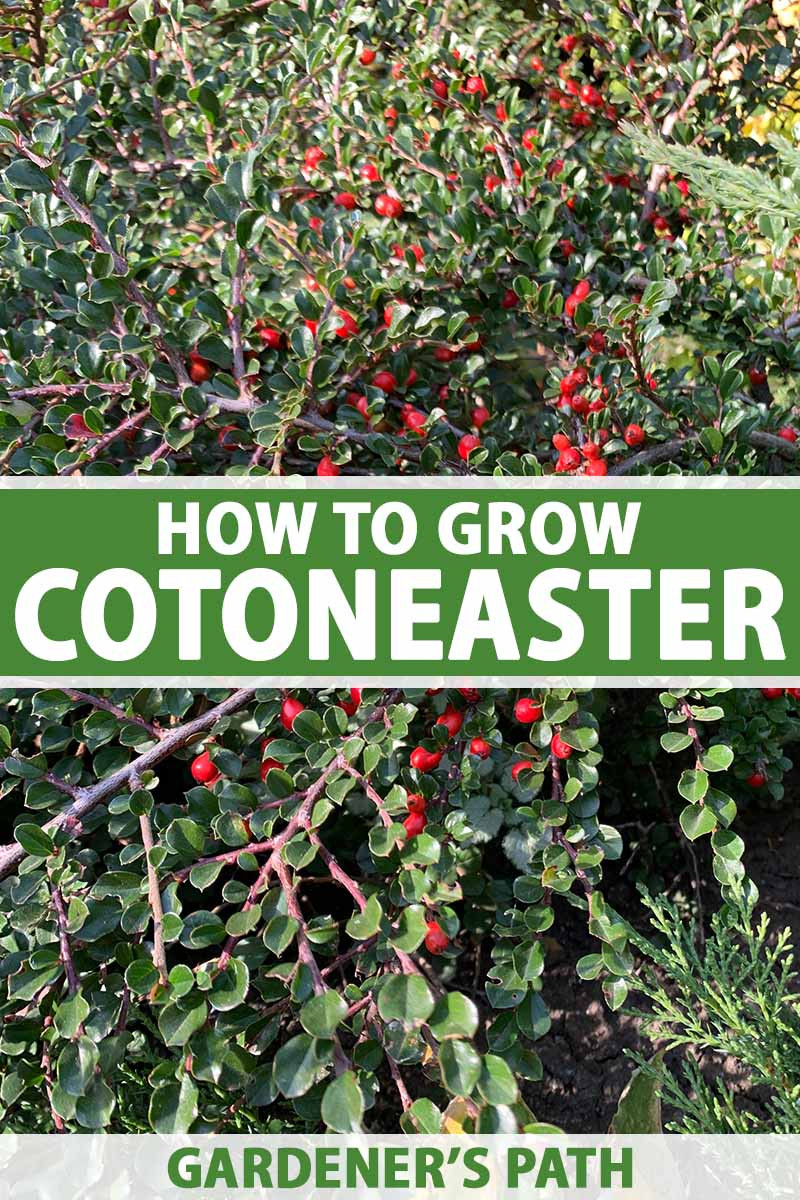 How To Grow Cotoneaster Shrubs | Gardener'S Path