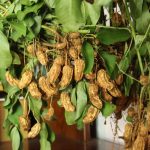 How To Grow & Cure Peanuts – Unruly Gardening