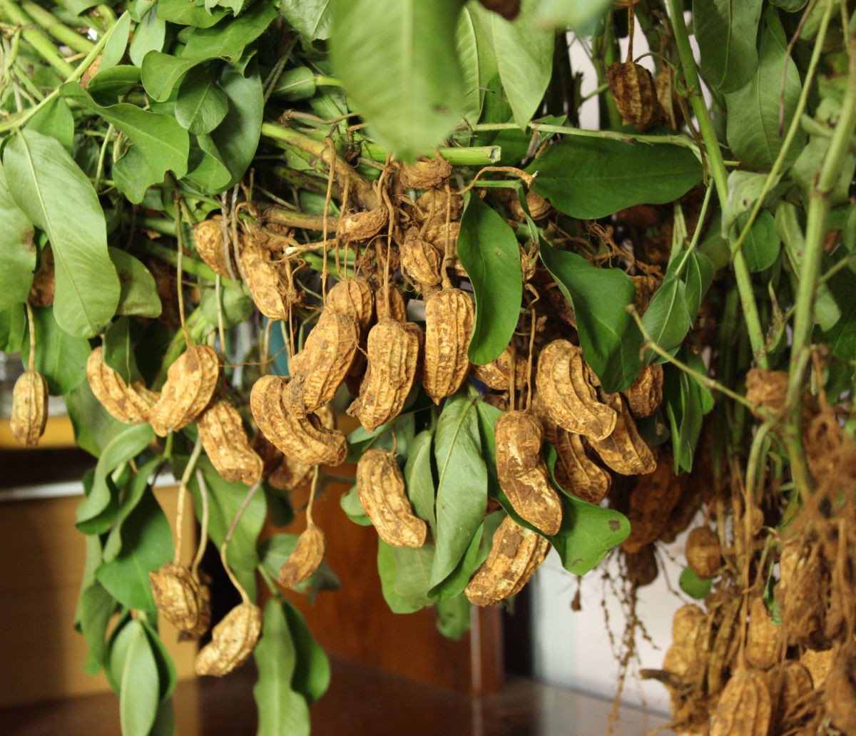 How To Grow & Cure Peanuts – Unruly Gardening