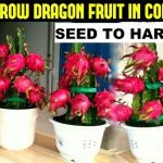 How To Grow Dragon Fruit | Full Information