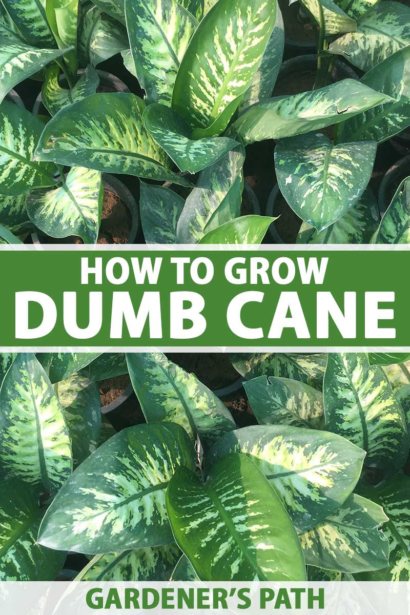 How To Grow Dumb Cane (Dieffenbachia) | Gardener'S Path