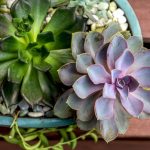 How To Grow Echeveria (Succulent Tips)