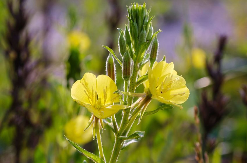  Evening Primrose Plant