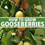 How To Grow Gooseberries