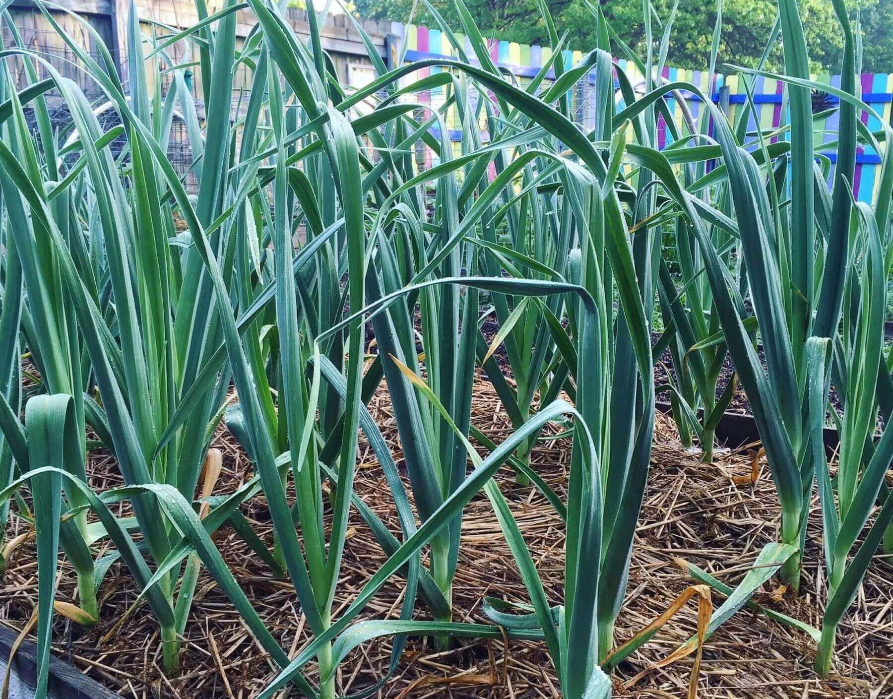 How To Grow & Harvest Garlic | Kellogg Garden Organics™