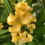 How To Grow Healthy Indoor Celosia! (Cockscomb)