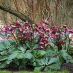 How To Grow Hellebores – Which? Gardening Helpdesk