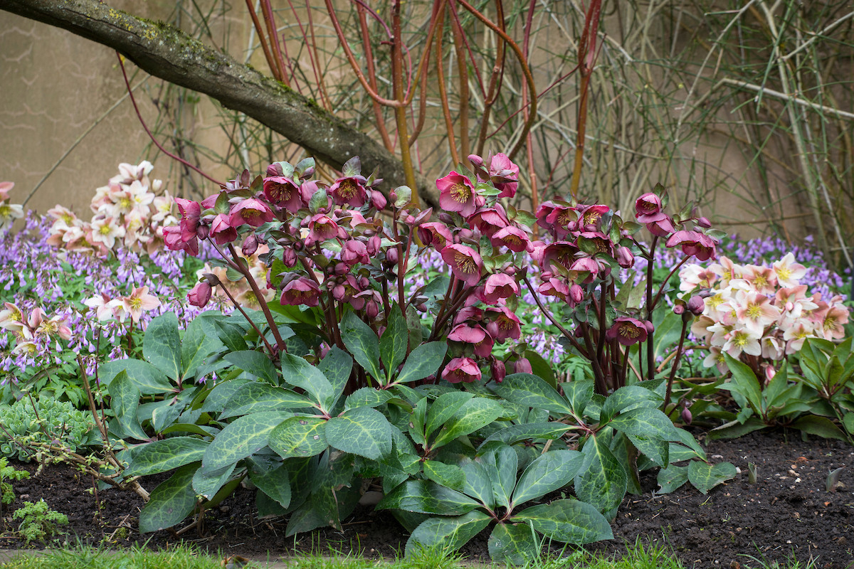 How To Grow Hellebores – Which? Gardening Helpdesk