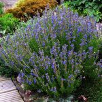 How To Grow Hyssop Plants