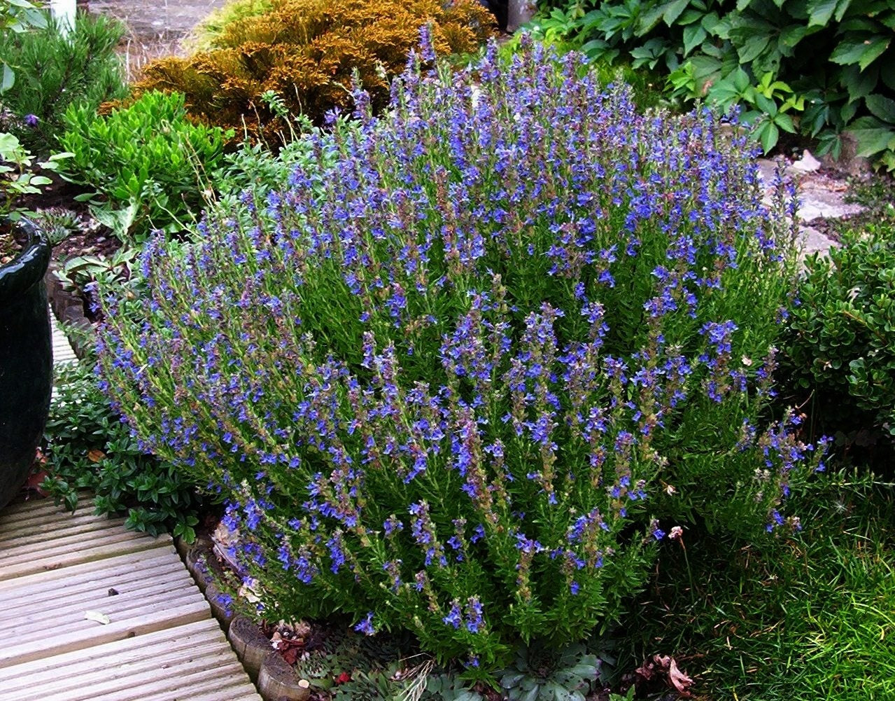 How To Grow Hyssop Plants