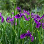 How To Grow Iris | Bbc Gardeners World Magazine