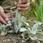 How To Grow Lamb'S Ear (Stachys Byzantina) | Bbc Gardeners World