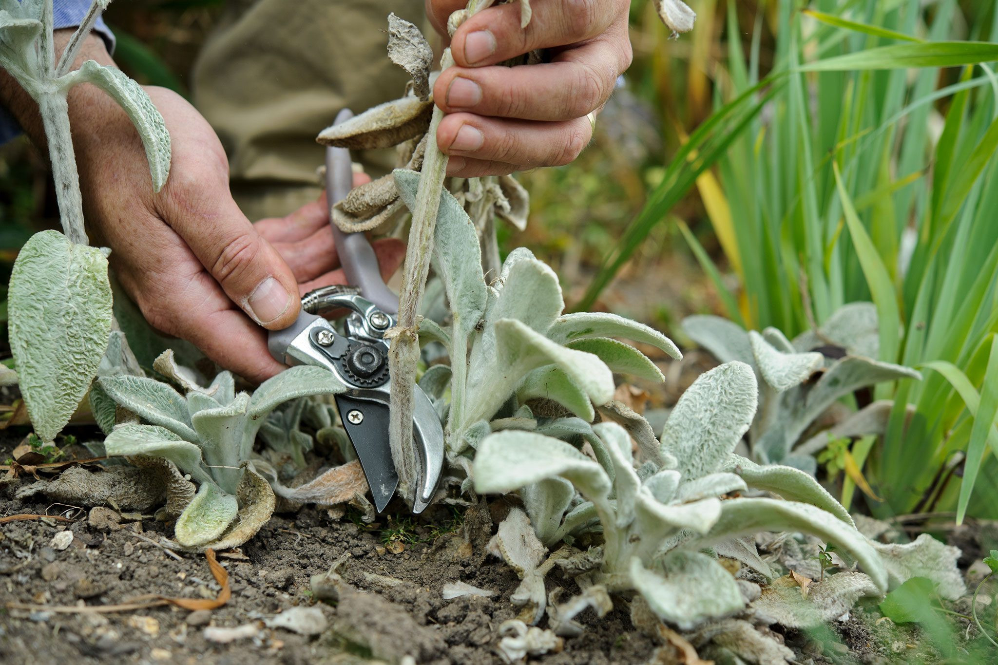 How To Grow Lamb'S Ear (Stachys Byzantina) | Bbc Gardeners World