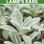 How To Grow Lamb'S Ears | Gardener'S Path