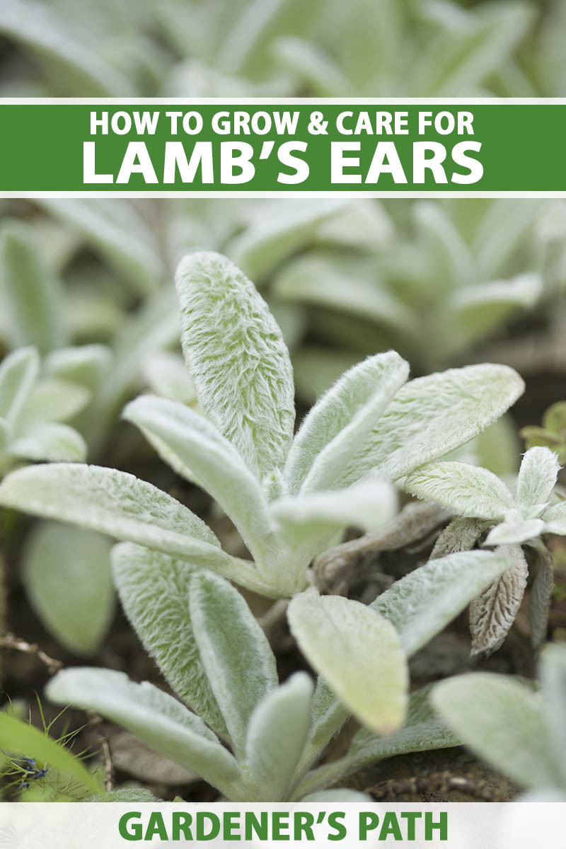 How To Grow Lamb'S Ears | Gardener'S Path