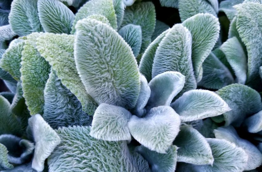  Lambs Ear Plant