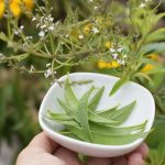 How To Grow Lemon Verbena