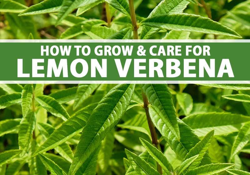  Lemon Verbena Plant