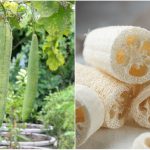How To Grow Loofah Sponges & 9 Brilliant Ways To Use Them
