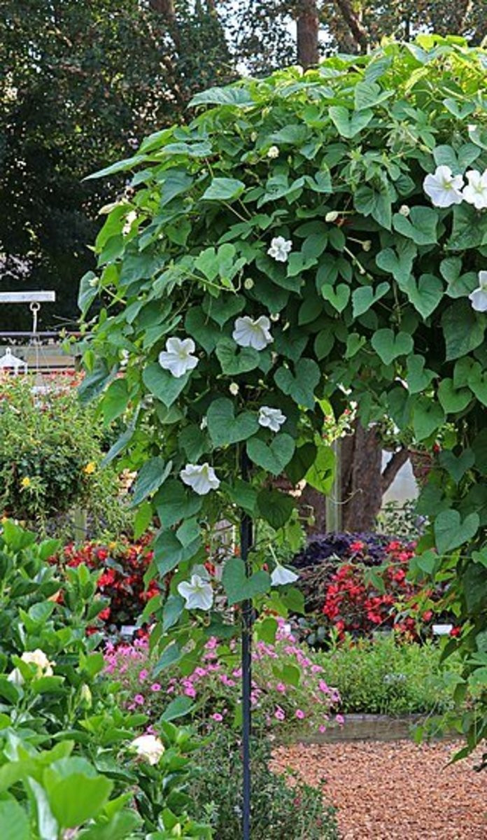 How To Grow Moonflowers – Dengarden