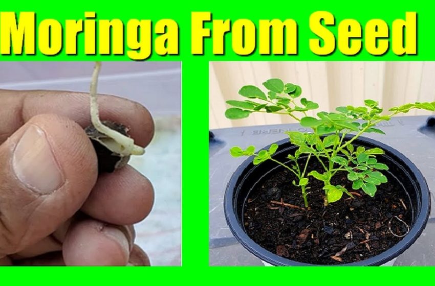  Moringa Seeds Plant