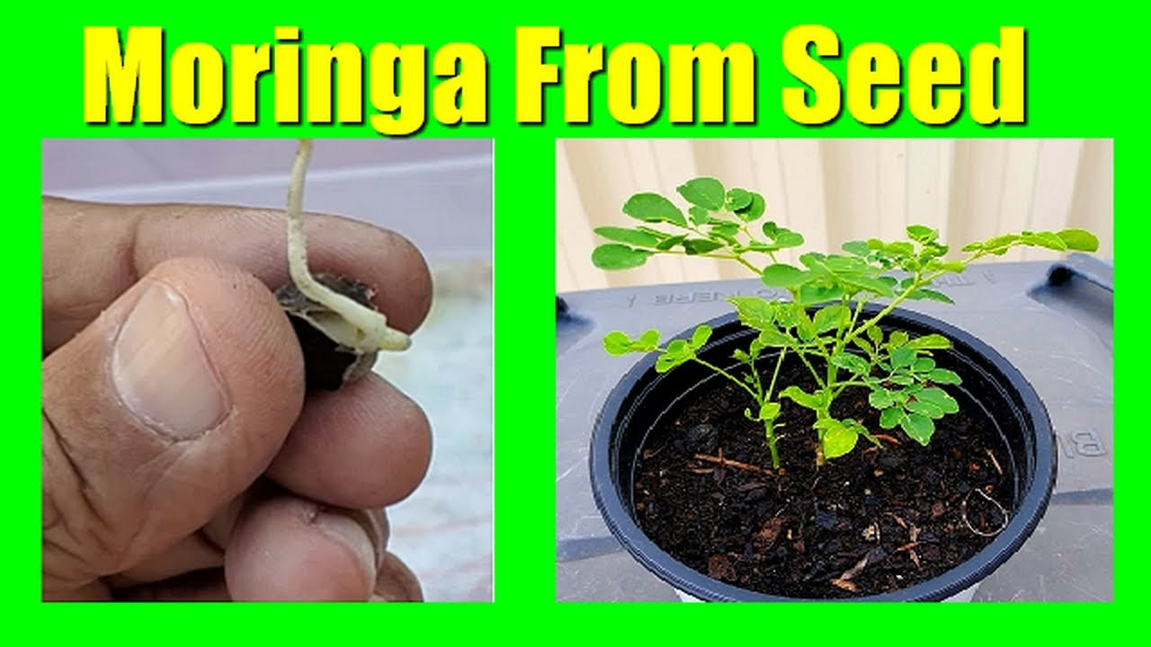 How To Grow Moringa From Seeds: Growing Moringa Drumstick Tree From Seed