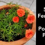 How To Grow N Care Portulaca Plant, Top 5 Fertilizers For Portulaca  Plant/Moss Rose Plant/9 O Clock