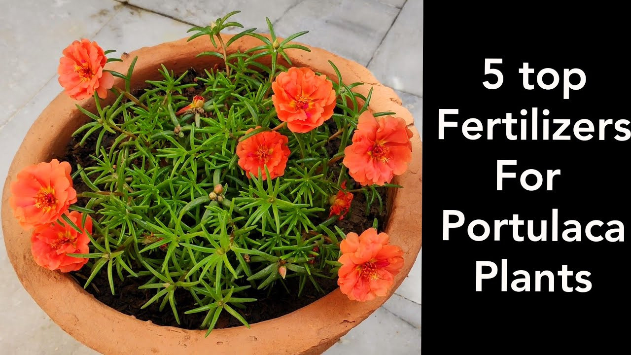 How To Grow N Care Portulaca Plant, Top 5 Fertilizers For Portulaca  Plant/Moss Rose Plant/9 O Clock