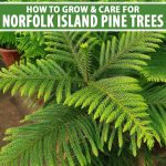 How To Grow Norfolk Island Pine Trees | Gardener'S Path