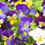 How To Grow Pansy Flowers – When And Where To Plant Pansies