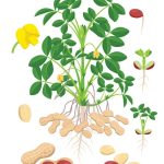 How To Grow Peanuts: 100+ Nuts Per Plant