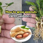How To Grow Peanuts | Complete Guide