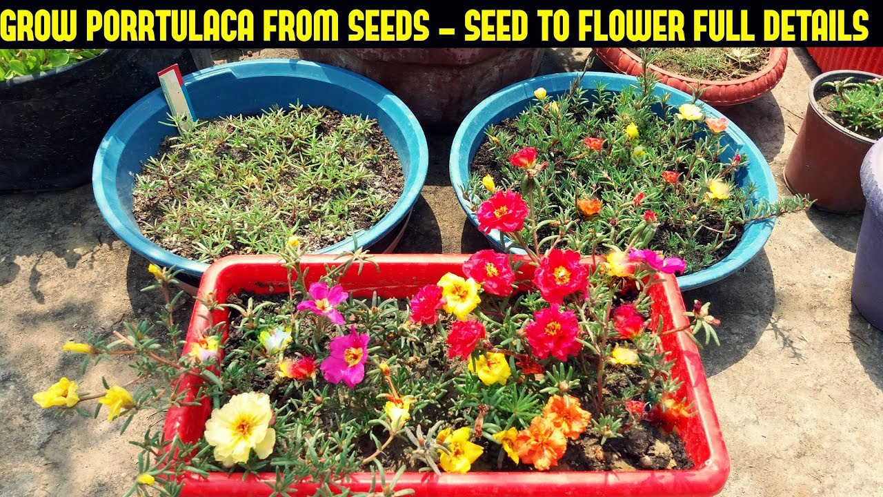 How To Grow Portulaca Or Moss Rose From Seeds Full Information From Seed To  Flower
