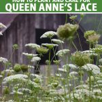 How To Grow Queen Anne'S Lace (Daucus Carota) | Gardener'S Path