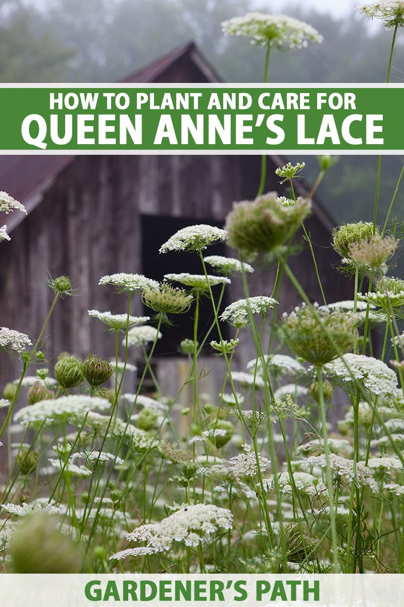 How To Grow Queen Anne'S Lace (Daucus Carota) | Gardener'S Path