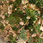 How To Grow Resurrection Plant (Rose Of Jericho)