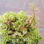 How To Grow Sphagnum