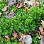 How To Grow Sphagnum Moss – Gardentabs
