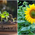 How To Grow Sunflowers: From Seed To Big Blooms