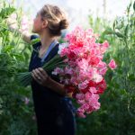 How To Grow Sweet Peas – Floret Flowers