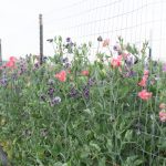 How To Grow Sweet Peas – Floret Flowers