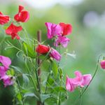 How To Grow Sweet Peas | Love The Garden