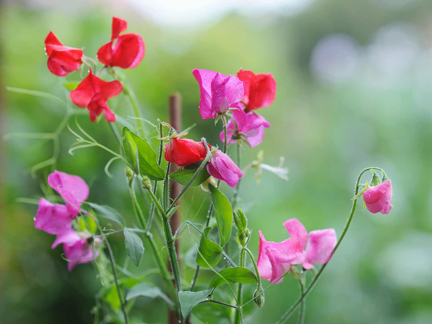 How To Grow Sweet Peas | Love The Garden