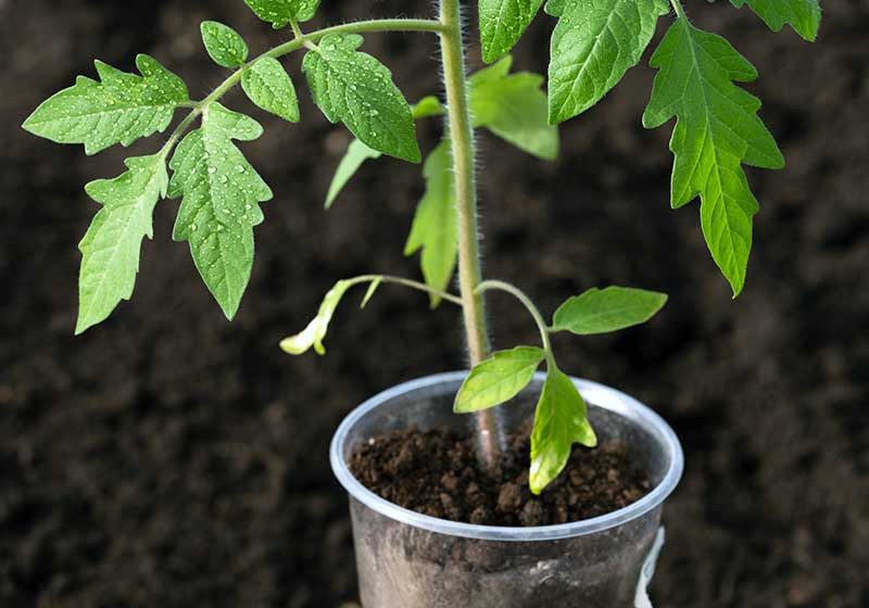  Tomato Plant