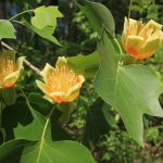 How To Grow: Tulip Trees  Growing Adn Caring For Tulip Trees