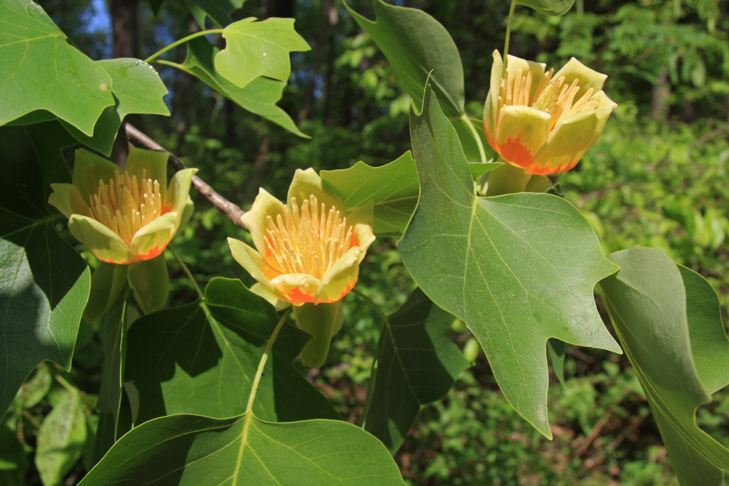 How To Grow: Tulip Trees  Growing Adn Caring For Tulip Trees