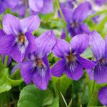 How To Grow Violets | Bbc Gardeners World Magazine