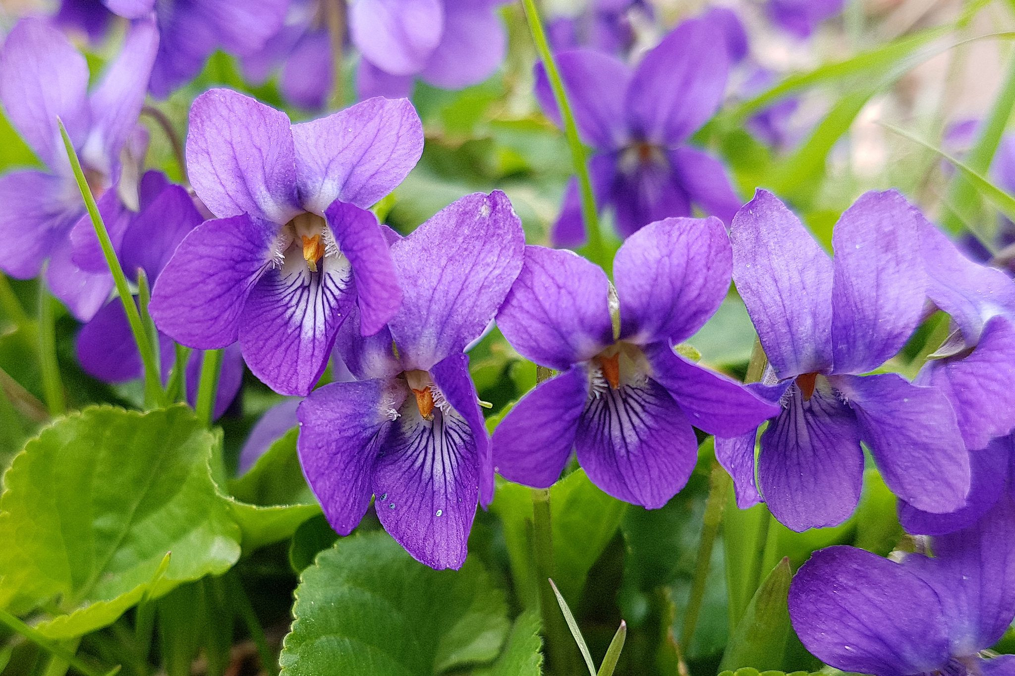 How To Grow Violets | Bbc Gardeners World Magazine