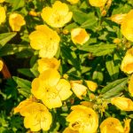 How To Grow Yellow Evening Primrose Plants