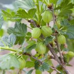 How To Grow Your Own Gooseberries | Bbc Gardeners World Magazine